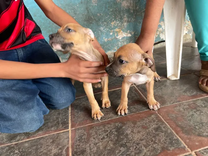 Filhote de pitbull com 43 dias vermifugafos