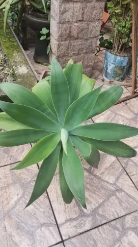 Vendo Planta Agave dragão