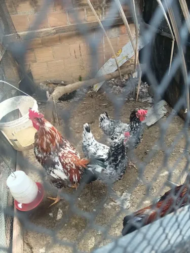 Ovos fértil gsb galinha balão de baixa grande