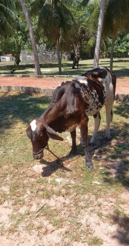 NOVILHA DE VACA GIROLANDA COM SUA BEZERRA PRIMEIRA CRIA<br>