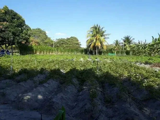 Granja com 1.5 hectares em lagoa salgada