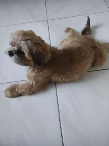 Shih Tzu Macho Dourado para cruzar