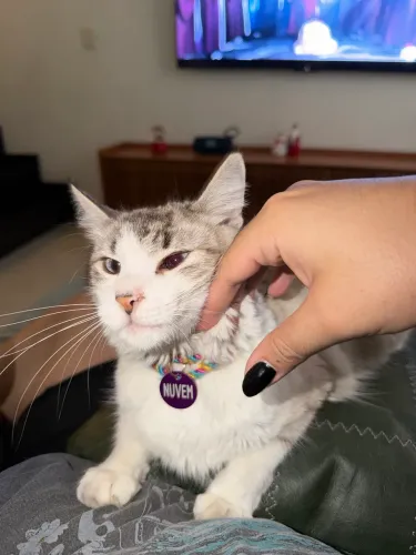Gata fêmea super dócil 