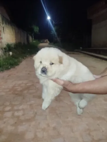 Cachorro Chow Chow língua azul