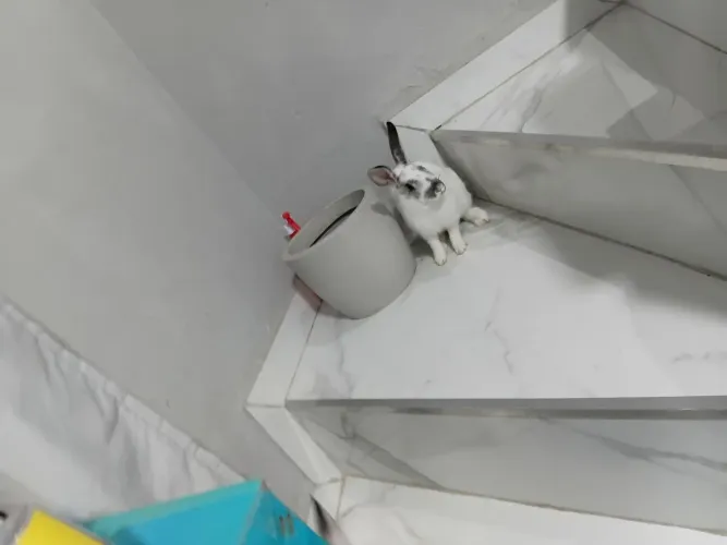 Casal de coelhos