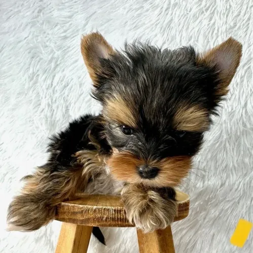 Yorkshire Terrier - Um Filhote Que Conquista Pelo Jeito E Pela Aparência