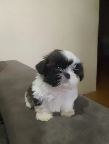 Vendo um lindo shih tzu macho_ Araraquara sp