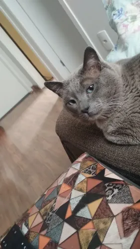 Doa se um gato siamês 