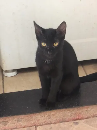 Gatos para adoção