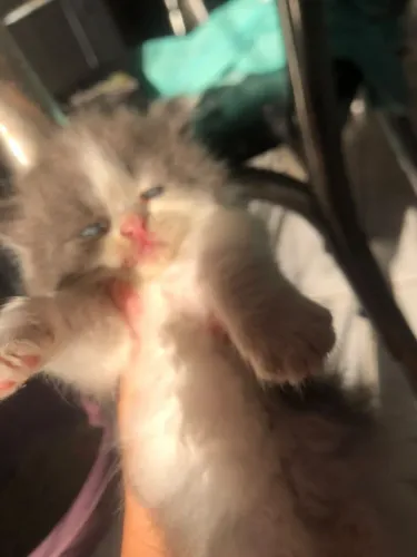 Gatos