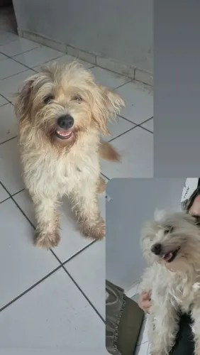 Filhote de poodle