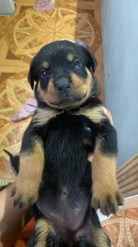 FILHOTES ROTTWEILER PUROS