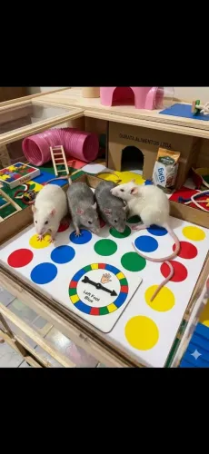 Twister pra venda
