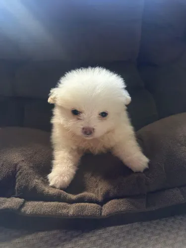 Cachorro lulu da Pomerânia ou Spitz Alemão. Macho