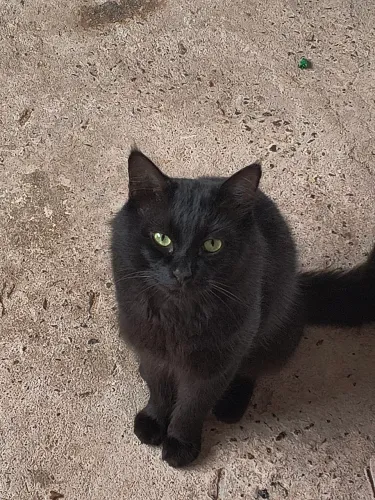 Doação gato macho 