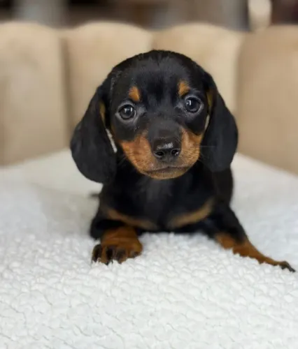 Basset Mini Dachshund Filhotes Puríssimos.
