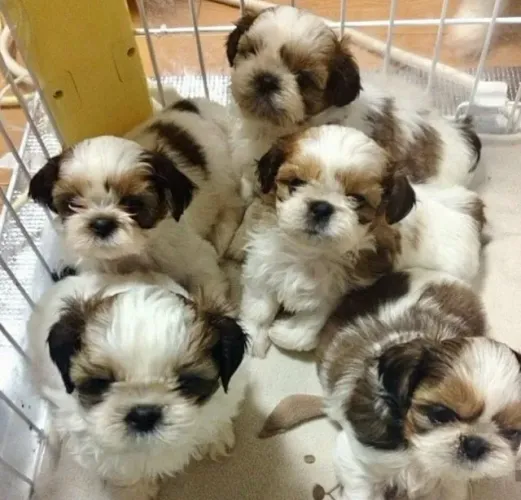 Filhote de Shih Tzu Com Muito Charme e Carinho