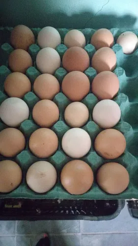 Ovos Galados de Galinhas Brahma.