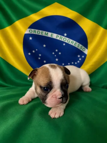 Bulldog francês macho