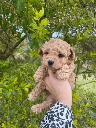 Poodle TOY 