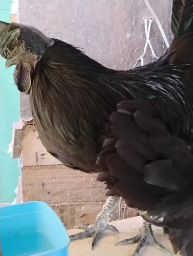 Galo e galinha 