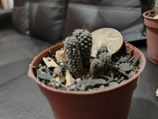 Cacto suculenta coleção Frailea Lepida