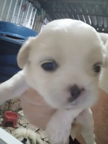 Filhotes de Shitzu com 32 dias ,, disponível 2 fêmeas e 1 macho ,apartir de 700,00