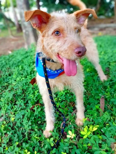 Doa se Igor, 7 meses, castrado, vacinado e vermifugado  -Mooca SP
