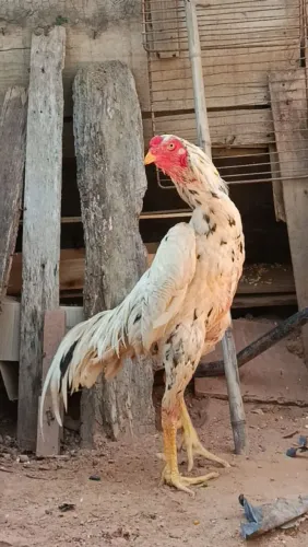 Vendo frangos shamo