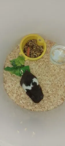 HAMSTERS SÍRIOS LEGÍTIMOS
