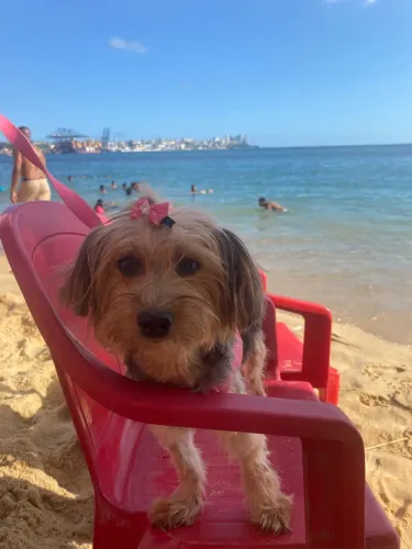 Doa se cachorra