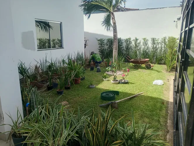 Grama Esmeralda Jardinagem 