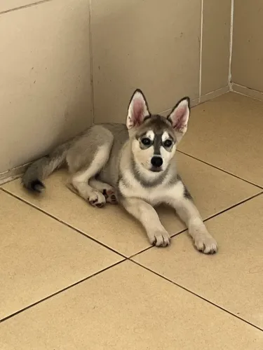 husky siberiano