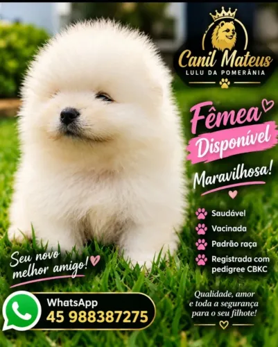 Spitz alemão branquinho