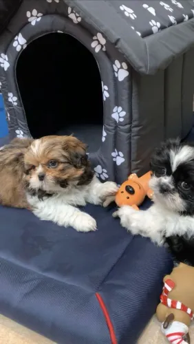 Shih Tzu Cachorrinho com muito carinho para oferecer