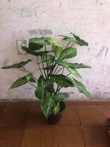 PLANTA