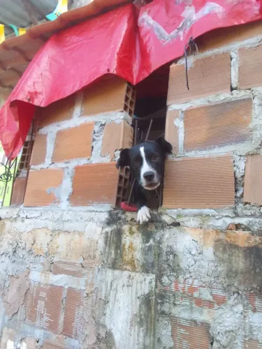 Cachorra pra doação
