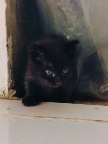 Doação de gatos
