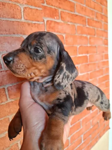 Lindos Filhotes de Dachshund Salsicha Macho e Fêmea