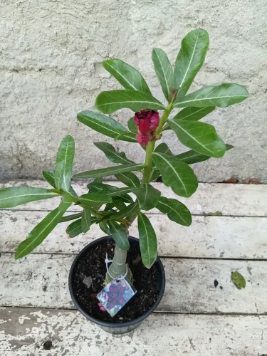 Rosas do deserto