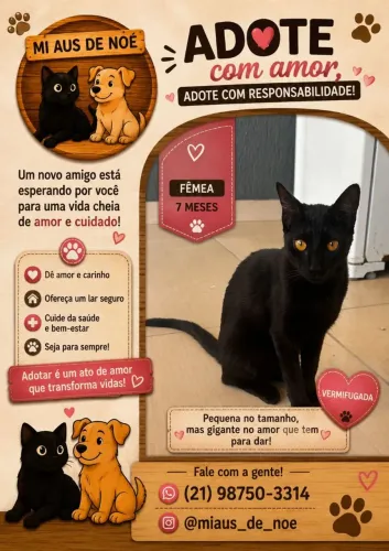 Gato para adoção 