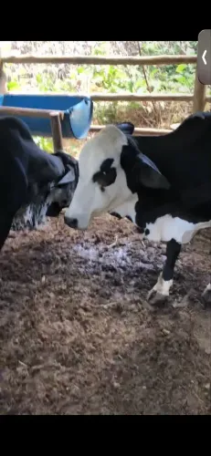 VENDO TRÊS VACAS MINI, DUAS ESTÃO COM BEZERROS