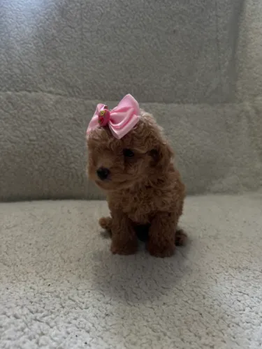 Poodle Toy Filhote Carinhoso