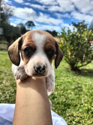 Cachorro