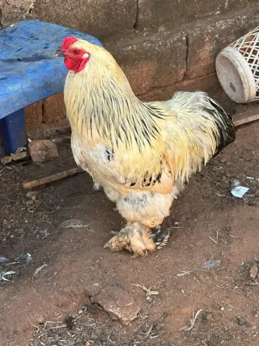 Galo