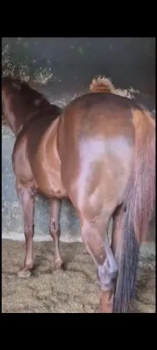 Vendo égua Quarto de milha sem documento 