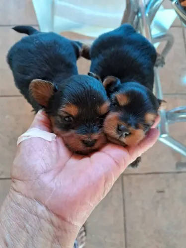 Belíssimos filhotes de Yorkshire Terrier mini e micros com excelente linhagens