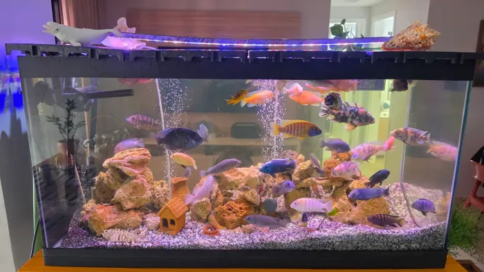 Aquário 200 litros com acessórios e equipamentos.