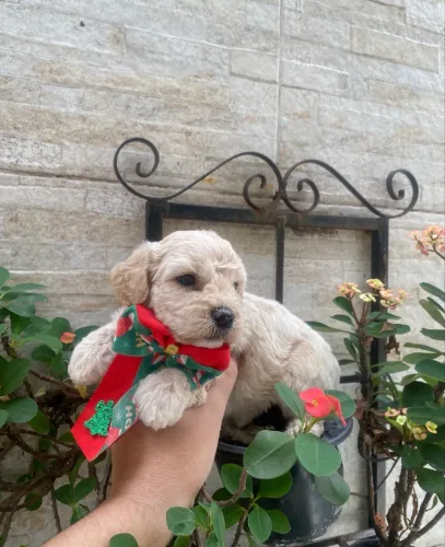 Poodle toy fofura caminha brinde