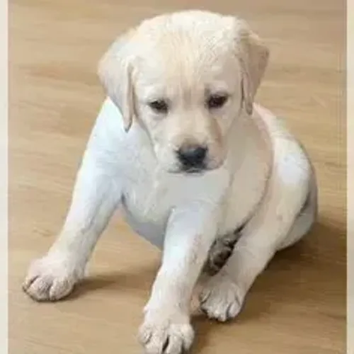 Labrador Retriever,Labrador Retriever Filhote Muito Amoroso e Dócil